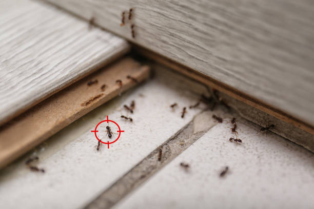 Pest Control for Restaurants in Garnet, CA